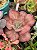 Echeveria only one variegata - Imagem 2