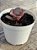 Echeveria only one variegata - Imagem 3