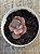 Echeveria only one variegata - Imagem 4