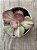 Echeveria only one variegata - Imagem 3