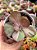 Echeveria only one variegata - Imagem 1