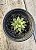 Haworthia turgida - Imagem 1