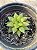 Haworthia turgida - Imagem 2