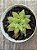 Haworthia turgida - Imagem 3