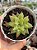 Haworthia turgida - Imagem 1