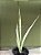 Sansevieria bantel’s sensation - Imagem 2