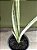 Sansevieria bantel’s sensation - Imagem 1