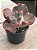 Echeveria suicune - Imagem 3