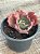 Echeveria suicune - Imagem 4