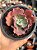 Echeveria suicune - Imagem 1