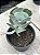 Cotyledon undulata - Imagem 2