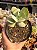 Cotyledon undulata - Imagem 1