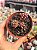 Sedum furfuraceum - Imagem 1
