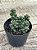 Sedum furfuraceum - Imagem 3