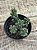 Sedum furfuraceum - Imagem 2
