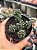 Sedum furfuraceum - Imagem 1