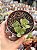 Aeonium saundersii - Imagem 1