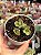 Aeonium saundersii - Imagem 1