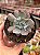 Echeveria pink trumpet - Imagem 1