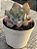 Echeveria pink trumpet - Imagem 2