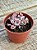 Echeveria pink trumpet - Imagem 3