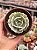 Echeveria lola - Imagem 1