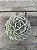 Echeveria lola - Imagem 1