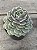 Echeveria lola - Imagem 2