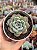 Echeveria sensation - Imagem 1