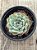 Echeveria sensation - Imagem 3