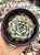 Echeveria sensation - Imagem 1
