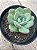Echeveria sensation - Imagem 2