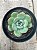 Echeveria sensation - Imagem 1