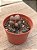 Adromischus marianae cv little spheroid - Imagem 2