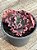 Echeveria suicune G - Imagem 3