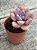 Graptoveria murasaki - Imagem 3