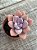 Graptoveria murasaki - Imagem 2