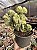 Euphorbia láctea cristata - Imagem 1