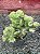 Euphorbia láctea cristata - Imagem 2