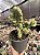 Euphorbia láctea cristata - Imagem 2