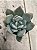Graptoveria supreme - Imagem 1