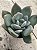 Graptoveria supreme - Imagem 2
