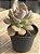 Graptoveria supreme - Imagem 2