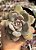 Graptoveria supreme - Imagem 1