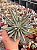 Senecio scaposus - Imagem 1