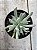 Senecio scaposus - Imagem 1