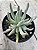 Senecio scaposus - Imagem 2