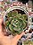 Echeveria dentra jam - Imagem 1
