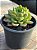 Echeveria dentra jam - Imagem 2