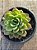 Echeveria dentra jam - Imagem 3